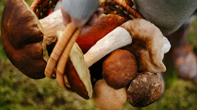 Девять советов от профессионалов. Как в этом году собрать грибы правильно |  Природа | Общество | Аргументы и Факты