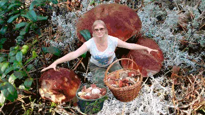 Житель Кандалакши нашел в лесу гриб-коралл - 