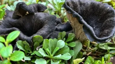 Какие необычные грибы можно встретить в лесах Алтайского края - Толк  