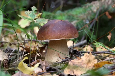 Грибной атлас: где искать съедобные грибы в России и как их хранить |  Вокруг Света