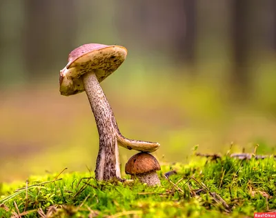 Любитель тихой охоты рассказал о правилах сбора грибов - Российская газета