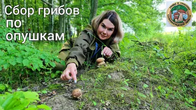 Как заработать на грибах: личный опыт продажи лесных грибов
