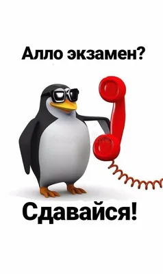 Сайт Петербургского ЕГЭ атакован хакером, который не смог после сдачи  единого государственного экзам / хакер. :: ЕГЭ :: Истории / смешные  картинки и другие приколы: комиксы, гиф анимация, видео, лучший  интеллектуальный юмор.