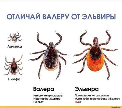 Как песня «Валера» певицы Афродиты стала неофициальным гимном сборной  России - Чемпионат