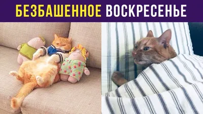 воскресенье | Доброе утро, Веселые картинки, Открытки