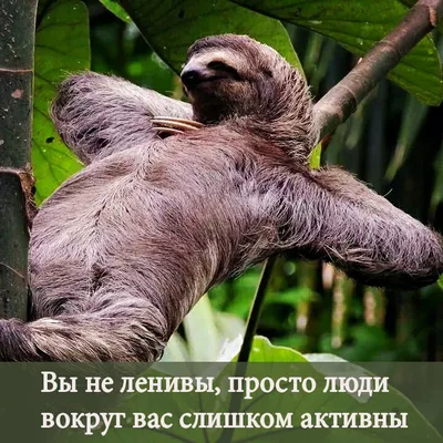 Comedy Wildlife Photography Awards 2021: смешные животные