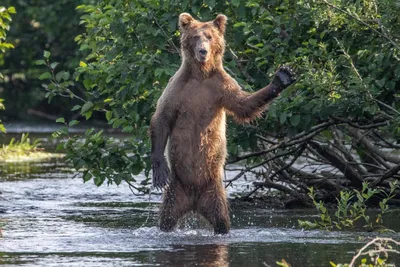 Самые смешные фотографии животных