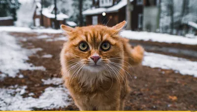 Пазл 24 эл. Веселые животные.Виммельбух П24-1660 Рыжий кот купить в Томске  - интернет магазин Rich Family