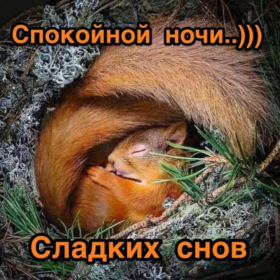 Смешные белки - Funny squirrel - Приколы белочки - YouTube