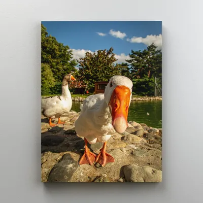 Интерьерная картина на холсте "Прикольный гусь", размер 30x40 см - купить  по низкой цене в интернет-магазине OZON (533900181)