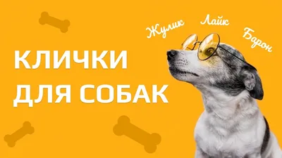 Клички для собак-девочек: как красиво назвать щенка?