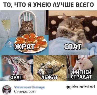 Pin by Xenia on Приколы | Jokes videos, Funny cats, Funny jokes