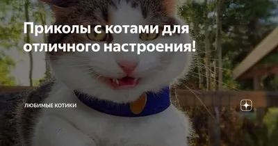 Смешные Коты и Собаки – Подборка приколов с котами и собаками – Смешное  видео - 