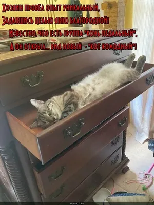 Прикольные с котами позитив картинки