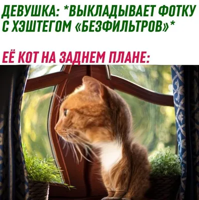 Смешные коты и кошки (21 фото)