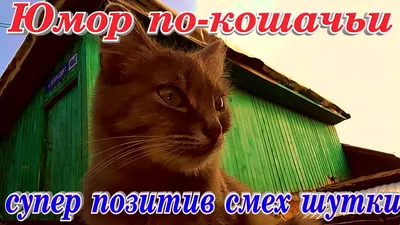 Анекдоты про котов и кошек короткие и не очень - смешные до слез. Смех,  юмор, позитив! - YouTube