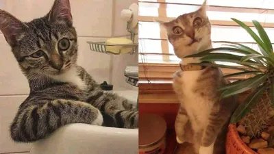 Смешные картинки с котами - прикольные фото с надписями и без