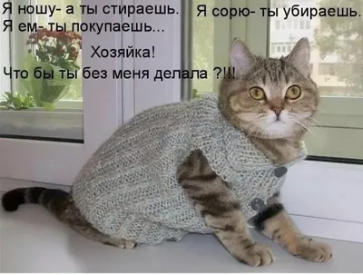 Приколы с котами! Смешные коты с ОЗВУЧКОЙ! СМЕШНЫЕ ЖИВОТНЫЕ 2022! Ржака до  слез – Доми шоу - YouTube