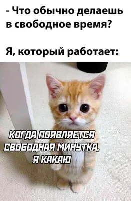 Прикольные с субботой картинки