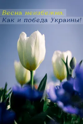 С весной 2021 - открытки, картинки, поздравления в стихах и прозе с первым  днем весны - Апостроф