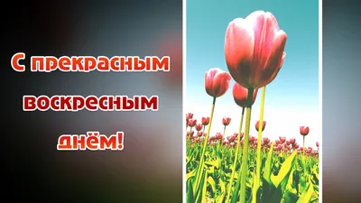 С Добрым Утром Воскресенья! 🌸☕️С Добрым Воскресным Днем! ХОРОШЕГО  НАСТРОЕНИЯ на весь день! - YouTube