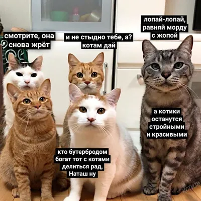 Кружка мем с котом котиком кошкой, прикольные животные КружОК 154451743  купить за 516 ₽ в интернет-магазине Wildberries