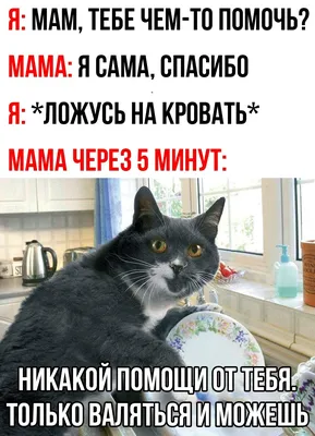 Кружка мем с котом котиком кошкой, прикольные животные КружОК 154451743  купить за 516 ₽ в интернет-магазине Wildberries