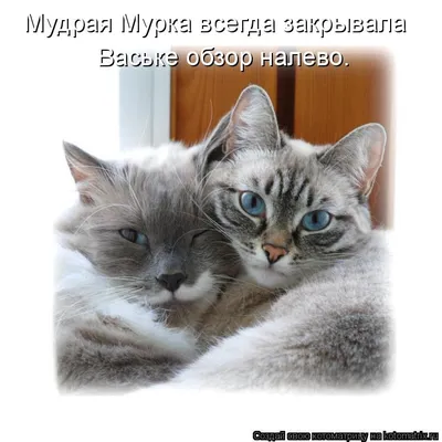 Кот с кошкой так влюблены друг в друга, что не могут скрыть свои чувства /  любовь :: отношения :: животные :: котэ (прикольные картинки с кошками) /  смешные картинки и другие приколы: