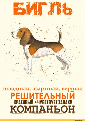 КТО-ТО: ВАША СОБАКА КУСАЕТСЯ? Я: НЕТ, ОНА ПРОСТО БРОСАЕТ ШЛАКОБЛОКИ НА  ГОЛОВЫ! л I / Приколы для даунов :: собака (собакен, песель, пес) :: разное  / картинки, гифки, прикольные комиксы, интересные статьи по теме.