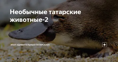 Необычные татарские животные-2 | Этот удивительный татарский! | Дзен