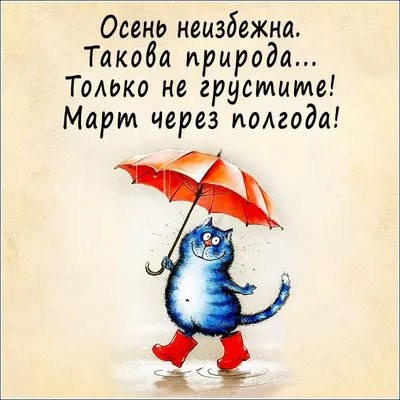 Навеяла грусти поздняя осень — глянуть на котиков милости просим (смешные  фото кошек) | Мой обожаемый кот | Дзен