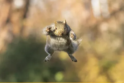 Comedy Wildlife Photography Awards 2021: смешные животные