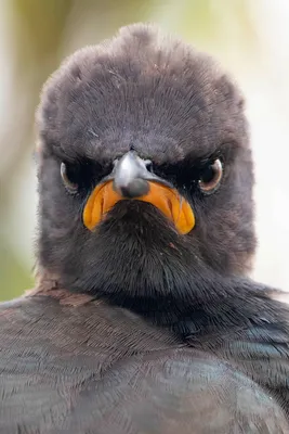 Comedy Wildlife Photography Awards 2021: смешные животные