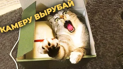 КОТЫ ПРИКОЛЫ 2018 ЛУЧШИЕ ПРИКОЛЫ С ЖИВОТНЫМИ - YouTube