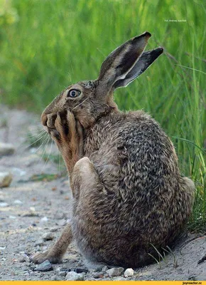 Забавный кролик рисунок - 52 фото