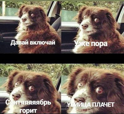 Запрет на мемы о «Третьем сентября» и другие шутки про вирусную песню -  Газета.Ru