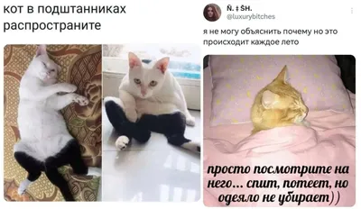 Приколы про котов, или Что значит быть котом? / Некто Нечто