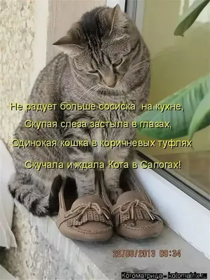 Пин на доске Кошки и коты-интересные фото