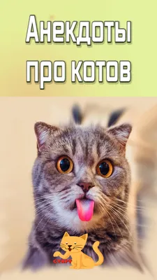 Смешное Видео с Кошками! Веселые Кошки 2015 / Funny Cats Video Compilation  - YouTube