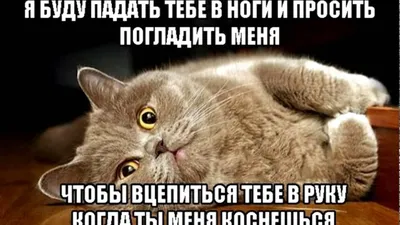 Белые ^ начинают! Нет! Чёрные! / живность :: котята. коллаж :: котэ ( прикольные картинки с кошками) / смешные картинки и другие приколы:  комиксы, гиф анимация, видео, лучший интеллектуальный юмор.