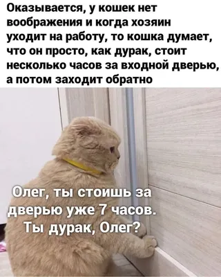 Наклейка на авто Прикольный смешной ржачный кот cat - купить по выгодным  ценам в интернет-магазине OZON (709322708)