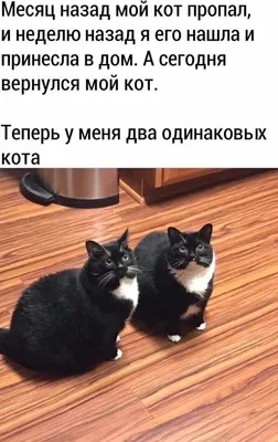 Шутки про котов. | Юмор — это спасательный круг | Дзен