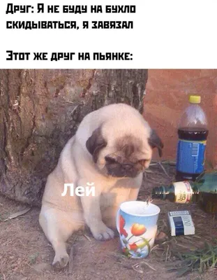 Russian Memes United on X: "if you can't avoid a drinking party drink first  /ZYfBforVPl" / X