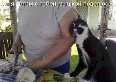 Приколы с животными | Екабу.ру - развлекательный портал