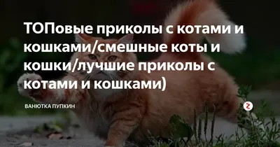 Не штрафуйте за опоздание, я просто в пробку попал / приколы для даунов ::  прикол :: картинка с текстом :: котэ (прикольные картинки с кошками) /  смешные картинки и другие приколы: комиксы,