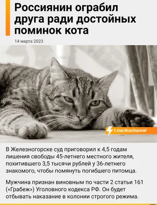 Прикольные коты