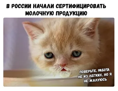 приколы с котами, смешные коты, приколы с животными, приколы про котов,  смешные животные, приколы, коты, | ДТП TIME | Дзен