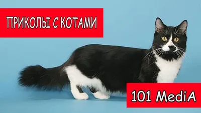 ПРИКОЛЫ С КОТАМИ! САМАЯ СМЕШНАЯ ОЗВУЧКА ЖИВОТНЫХ! СМЕШНЫЕ КОТЫ ДО СЛЁЗ! -  YouTube