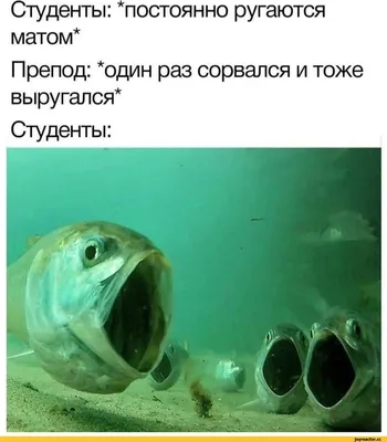 Студенты: *постоянно ругаются матом* Препод: *один раз сорвался и тоже  выругался* Студенты: / картинка с текстом :: приколы про студентов  (студенческие шутки и юмор, видео, веселая студентота) :: интернет /  смешные картинки