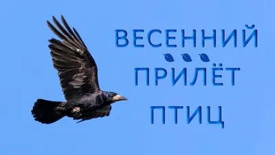 Грача вызывали: этой весной птицы прилетят раньше | Статьи | Известия